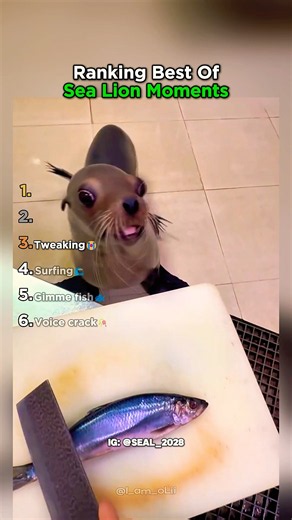 Ranking Best Of Sea Lion Moments