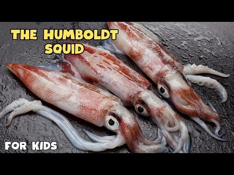 Humboldt Squid the Red Devil of the Deep Ocean | Educational Video for kids