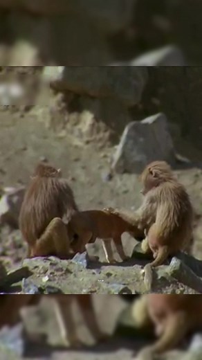 Baboons in Saudi Arabia Raise Dogs and Cats