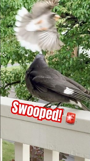 Its Bird Swooping Season! Swooping Moments caught on Camera! 📸