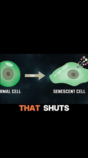 ATTACK OF THE ZOMBIE CELLS- understanding cellular senescence