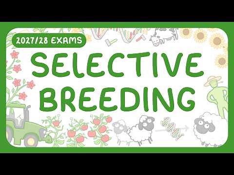 GCSE Biology - Selective Breeding (2027/28 exams)