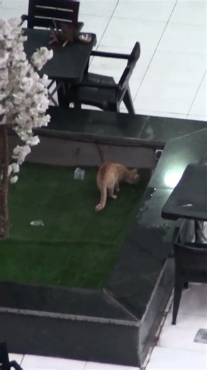 What is the #cat playing with on a rainy day? - Part II