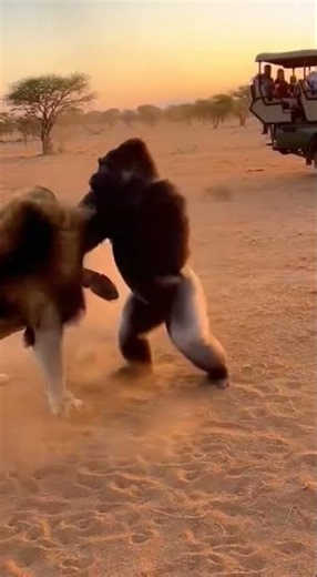 Silverback Gorilla vs African Lion Real Fight Simulation | Epic Jungle Encounter #AnimalFight