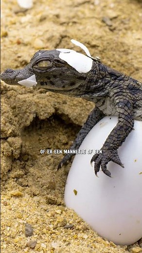 Dit wist je niet over krokodillen! 😱 | AquaZoo