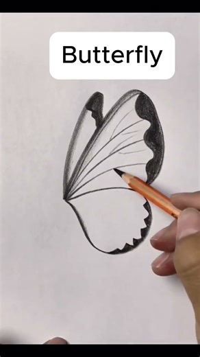 How to Draw a Hyper Realistic Butterfly Step by Step