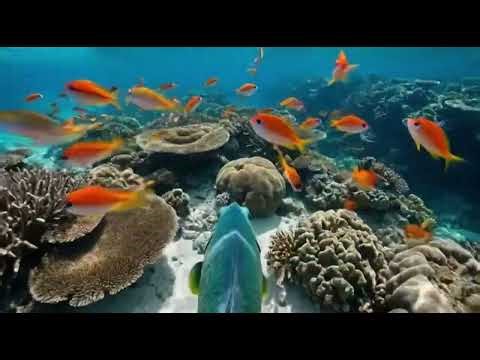 ナポレオンフィッシュの背中にカメラをつけてみた｜秘密のサンゴ礁探索 POV