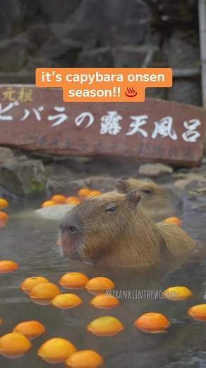 Capybara Onsen Season at Izu Shaboten Zoo in Shizuoka, Japan