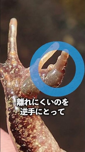 The reason why the frog suddenly stopped moving