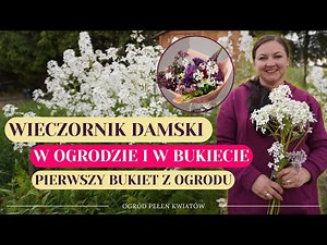 WIECZORNIK DAMSKI w ogrodzie oraz w bukietach || Pierwszy bukiet z własnego ogrodu