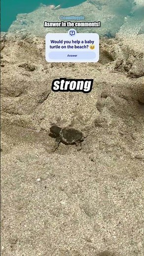 This baby turtle got stuck in sand! ❤️