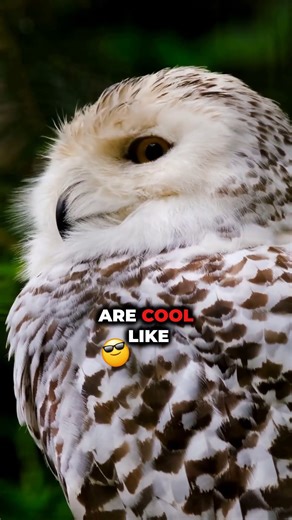 Owls Can Rotate Their Heads 270° - Here’s How