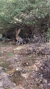 10M views · 106K reactions | Antelope Jackrabbits like Cantaloupe are actually hares, not rabbits, contrary to their name. Hares have leaner bodies and slender legs (and larger ears!) - which makes them better runners. Because of this, hares tend to flee when facing danger, while rabbits tend to hide! They’re all adorable when they chew, though.  | Arizona-Sonora Desert Museum | Facebook