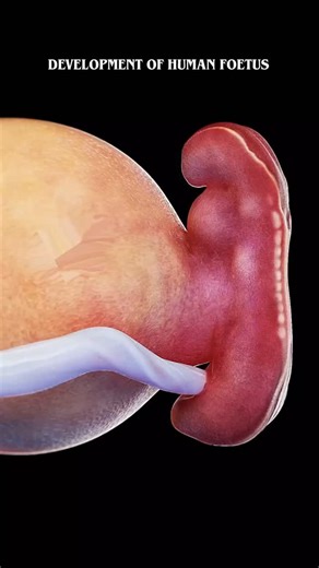 World of Biology on Instagram: "Development of Human fetus in 3d ● ● ● Animation credit 📸- @sciepro.official ● #baby #pregnancy #viral"