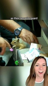 This squirrel never applied for the security squirrel position, and this jewelry store never hired him. Still, he fulfilled the job duties perfectly. Memocan (“Memo” for short) was rescued along with his baby squirrel siblings after they unfortunately lost their mother. Mehmet, who owns a jewelry store and lives on a small farm, took them in to nurse them back to health before releasing them into the wild. Because of a paw injury, Memo the squirrel had to stay a little longer, so every day becam