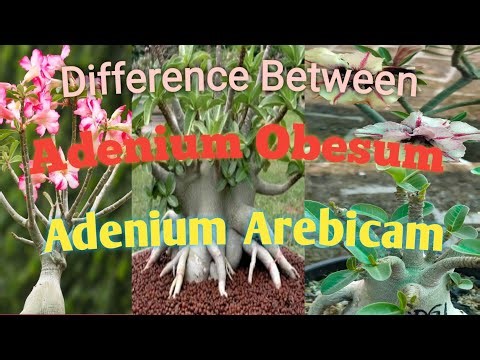 Difference between obesum and arebicam #adenium #gardeningtips# plants#
