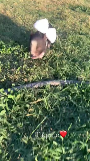 #viral #piggy#cuteanimals #fypシ゚viral #fyppppppppppppppppppppppp | Piggies Of TikTok