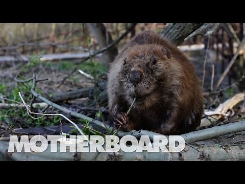 パタゴニアが怯えるビーバーの脅威 チリ アルゼンチンで広がる環境破壊の現状