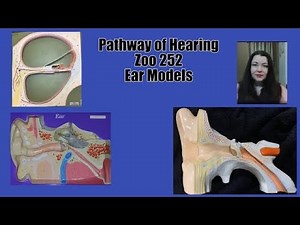 Pathway of Hearing Zoo 250/252: Ear and Cochlea models