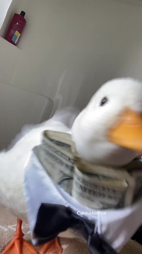 Funny Sigma Duck Meme Compilation