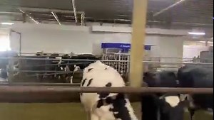 Our 20 robot barn Milking 1420 cows daily | Drumgoon Dairy