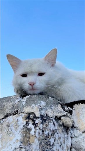 Adorable cat sounds #meow #kucinglucu