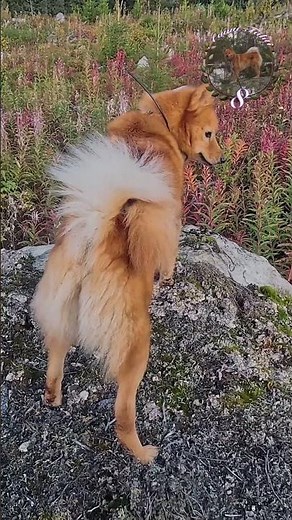 Paws Perfect Perch #DogLife #NatureLovers #YouTubeShorts