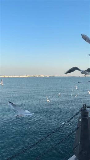 فيديوهات أنشأها N (@ndoi222) باستخدام seagull sounds - princess