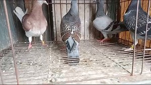 Racing pigeon babies. Sticker Donckers, Python, Dolle , Famous Bogra Line , 215 lines | Ashikur Rahmans pigeons collection