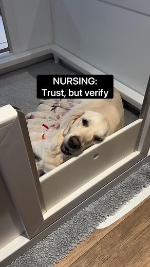 Golden Retriever Mom and Puppies: Postpartum Care Guide