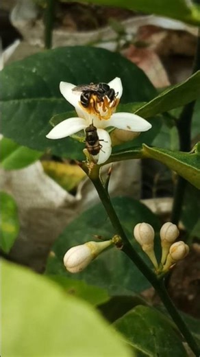 Nature's Tiny Architects: The Secret Lives of Pollinators & Honey Collectors