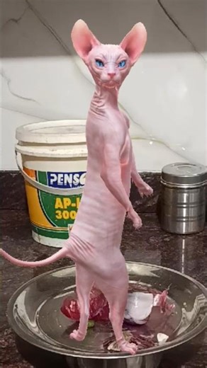 Sphynx Cat Song meow meow 👺🤡😂 #shortsfeed #shorts