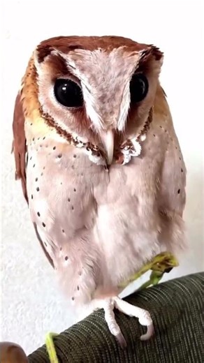 Oriental Bay Owl its dark, large eyes, Intricate plumage……#oriental bay owls #intricate plumage。