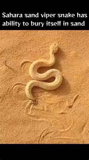Galactic_savvy | The Sahara sand viper, one of the most fascinating reptiles of the desert, has an incredible ability to bury itself completely beneath the... | Instagram
