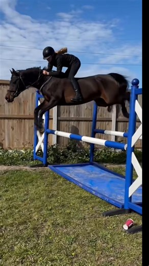 Jumping Techniques for Arabian Horses