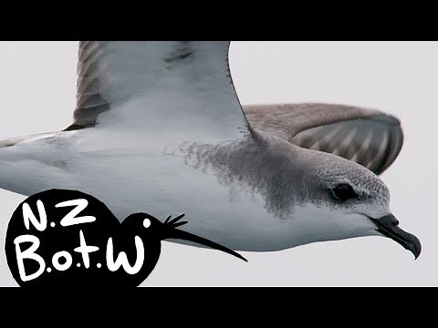 Cook's petrel - New Zealand Bird of the Week