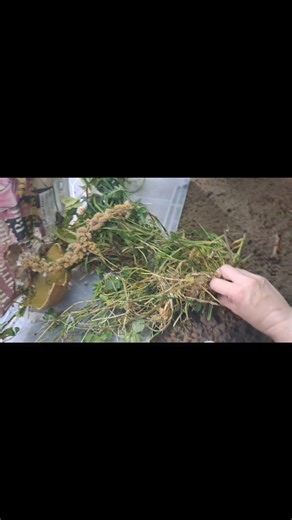 3.7K views · 108 reactions | This bank vole was admitted a few days...