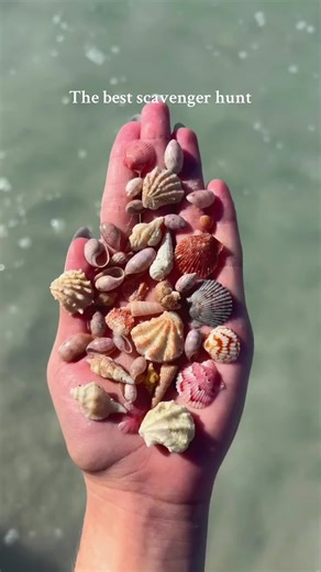 Shell hunting will be deeply missed when I move #florida #clearwaterbeach #shelling #floridashells