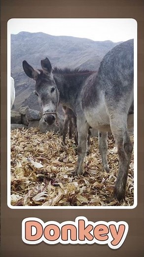 Donkey Voice 🔊 | Fun Animal Video for Kids