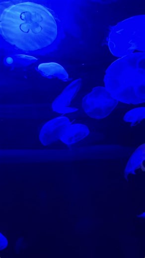 Exploring Aquatic Life: Jellyfish in Australia