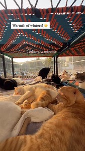 We need to buy our monthly dry food supplies, need to arrange 2 bags of reflex cat food 15 kg for the cats who don’t eat homemade meals. One bag costs around 25000, we need to raise 50000 pkr for them. Only 50 people to donate 1k each for them to help us this month 💙 You can send us the bags too. PAKISTANI DONORS >> Account Tittle : Adeela Haq Account Number: 1644936641011692 MCB Zia Abad Branch Branch Code 0777 IBAN: PK73 MUCB 1644 9366 4101 1692 INTERNATIONAL DONORS >> Gofundme: https://gofun