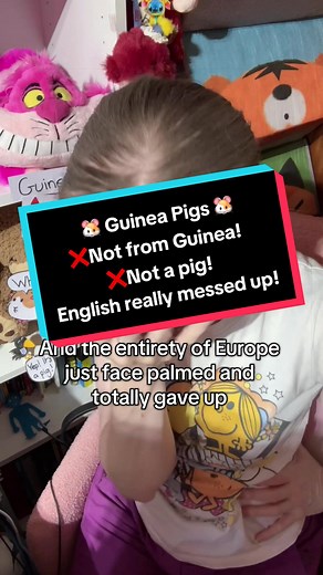 Guinea pigs might be the most misunderstood animals on the planet. English took one look at a fluffy squeaking potato and named it wrong twice, geography had to intervene, science got dragged into the chaos, French and German were just as bad with their little seas pigs, and Spanish went totally wrong with little rabbit. In the end, Europe collectively gave up. Guinea, Guyana, Cavia porcellus, Meerschweinchen, Cochon d’Inde, conejillo de Indias, Guinea pig: These poor little creatures deserved a