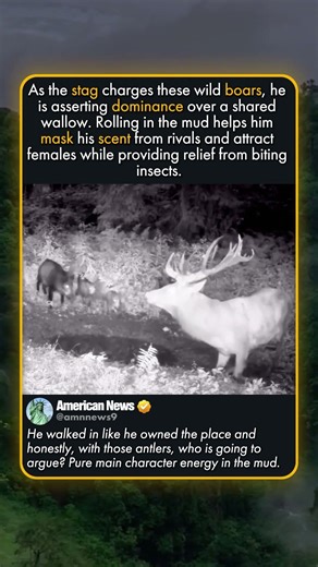 THE KING OF THE FOREST WALLOW