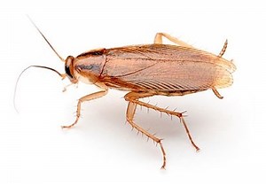 Cockroach Control South Africa
