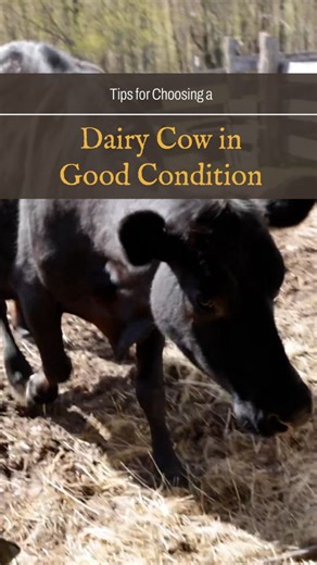 Are you considering adding a dairy cow to your homestead? In this clip from our Keeping the Family Dairy Cow course, Beth Dougherty provides some tips on how to choose a dairy cow in good condition. Want to learn more from Beth and other experts on topics like raising livestock, gardening, preserving the harvest, natural health solutions, and more? Join us next week for our free, five-day Traditional Skills Summit, streaming live September 22-26! To register, visit our Summit web page, add your 