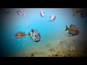 Deepwater Bluegills - Lindner's Fishing Edge 2016 S5