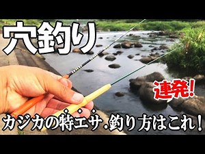 夏休みに最高カジカ釣り！竿を穴に刺すだけでハゼに似て非なる魚を釣る！特エサはこれだった【釣り方】←幻の骨酒にします