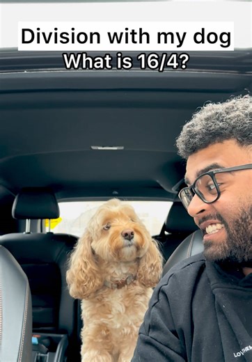 Adorable Cockapoo's Thinking Face Will Melt Your Heart