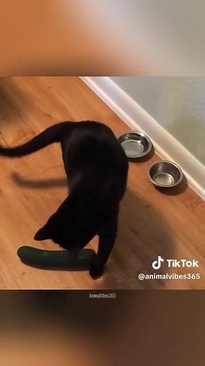 Hilarious Cats Startled by Cucumbers 🐱🥒😂