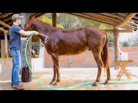 How To Wash A Horse For Beginners! (Only 7 Steps)